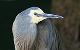 White-faced Heron